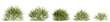 3d illustration of set Austromyrtus tenuifolia bush isolated on transparent background