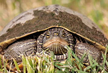 close-up of a northern map turtle
