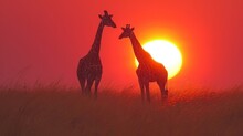  A Couple Of Giraffe Standing Next To Each Other On A Lush Green Field Under A Red Sky At Sunset.