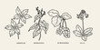 Line art Chinese herbs. Jiaogulan, rehmannia, schisandra, fo-ti