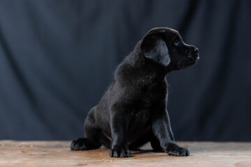 a Labrador retriever puppy