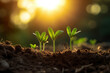 © Sunny - Close up small new green sprouts grow out of the brown earth in the sunset rays. Concept of life in bad conditions, rebirth