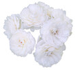 Beautiful bouquet of white roses isolated on transparent background. Detail for creating a collage