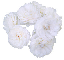 Sticker - Beautiful bouquet of white roses isolated on transparent background. Detail for creating a collage