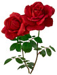 Two dark red roses with green leaves isolated on transparent  background