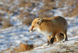 Red fox looks at the sun in winter