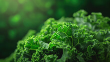 Green Wavy Leaf Kale