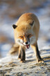 red fox bared her teeth in winter