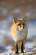 Red fox looks straight ahead in winter