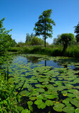 Fototapeta Tulipany - Landscape of a lake and blue sky