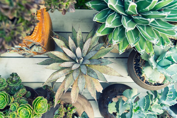 Wall Mural - agave plant leaves in garden