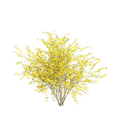 Wall Mural - 3d illustration of Forsythia x intermedia flowering isolated on black background