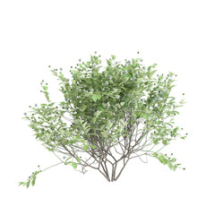 Wall Mural - 3d illustration of Cephalanthus occidentalis bush isolated on black background