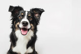 Fototapeta  - Portrait of a beautiful purebred Border Collie in black and white coloring with expressive eyes on a light background and space for text. Copy space.