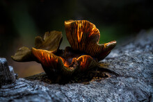 Glowing Mushroom On A Dead Tree