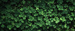 A verdant sea of luck; clovers carpet the earth in lush green, a natural mosaic of fortune's favored emblem