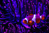 Fototapeta  - błazenek, clownfish, 

