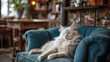A white fluffy cat sleeps in a velvet blue chair