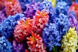 Beautiful colorful hyacinth flowers. Spring hyacinths blossoms. Multicolored blooms. Happy Easter Card