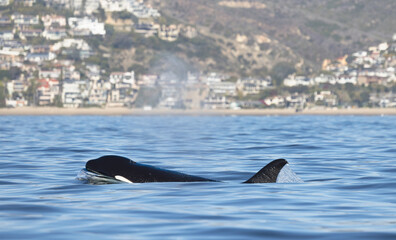 Canvas Print - orca, killer whale 