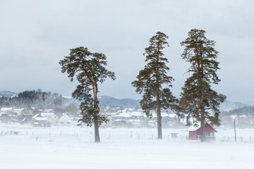 Isolated trees in the snow, the famous winter resort of Bakuriani