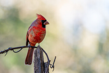 Wall Mural - red cardinal on a branch