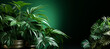 High quality photo of emerald background with plant shadows for production.