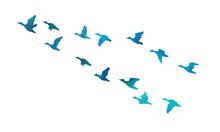Silhouette Of Flying Blue Ducks. Hand Drawing. Not AI, Vector Illustration