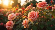 Pink Rose Flower Background Illustration Love Beauty, Romantic Petals, Garden Bouquet Pink Rose Flower Background