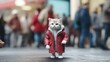 A white cat wearing a red coat standing on a street