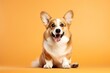 Happy welsh corgi dog on orange background