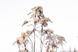 Fototapeta Londyn - Rośliny zimą, rośliny w śniegu