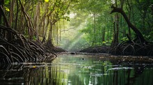 Virgin Mangrove Forest In Sri Lanka With Exotic Vegetation On River Banks. Thick Dense Thicket Of Trees And Roots In Flooded Swamp Area. Foliage Of Canopy Reflecting In River Water Surface   