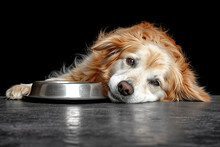 Hungry Dog With Sad Eyes Is Waiting For Feeding At Kitchen, Lying By Empty Food Bowl