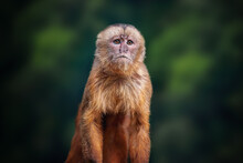 White-fronted Capuchin Monkey (Cebus Albifrons)