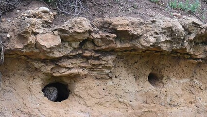 Wall Mural - Little owl in natural habitat Athene noctua. The bird hides and looks out of the hole. Close up.