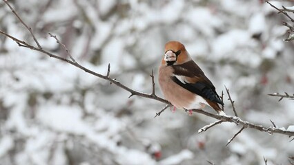 Wall Mural - Hawfinch Coccothraustes coccothraustes winter time. A bird sits on a branch and flies away. Slow motion.