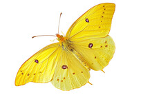 Cloudless Sulphur Butterfly On Transparent Background