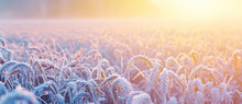 Golden Sunrise Glistens Over A Frost-kissed Wheat Field, Heralding A Crisp New Day