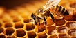 close up of a honey bee on honeycomb