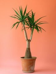 Yucca plant in pot. Studio photoshoot on isolated solid color background. Home flower plant profile photography. Ai generated illustration. Botanical app picture