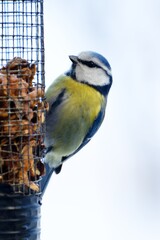 Wall Mural - Blue tit on a feeder with walnuts.