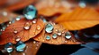 Herbstliche Tränen: Tau auf Blätter