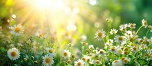 The Blooming Flowers Are Beautiful, Surrounded By Green Nature And Shining Sun.