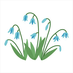 Scilla spring flowers isolated in flat cartoon design. Beautiful tender blue blooming wildflowers with green fresh leaves and buds. Springtime season romantic first plant. Vector illustration isolated