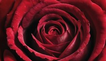 Dark Red Rose Closeup, Close-up Background 