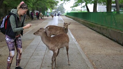 Wall Mural - Tourist woman touches one of popular wild deer in Nara, Japan. Wild sika are considered a natural monument. Female caucasian traveler feeding two deer standing in Nara park. Tourism in Japan concept.