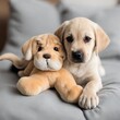 Cute Animals / Pets  - cute labrador puppy dog with stuffed animal retriever