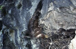 black kite, Milvus migrans, Nibbio bruno