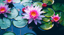 水に浮かぶピンク色のスイレンの花、自然の風景